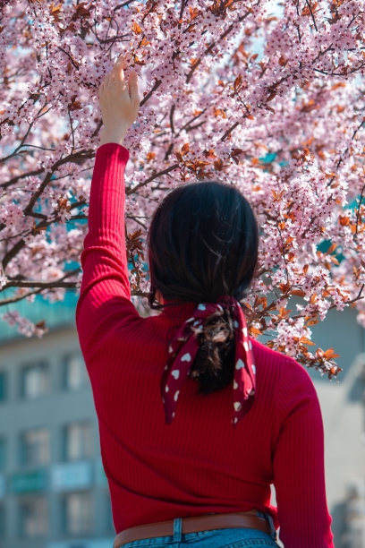 在盛开的樱花树上拍照的女人图片下载