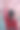 在盛开的樱花树上拍照的女人图片下载