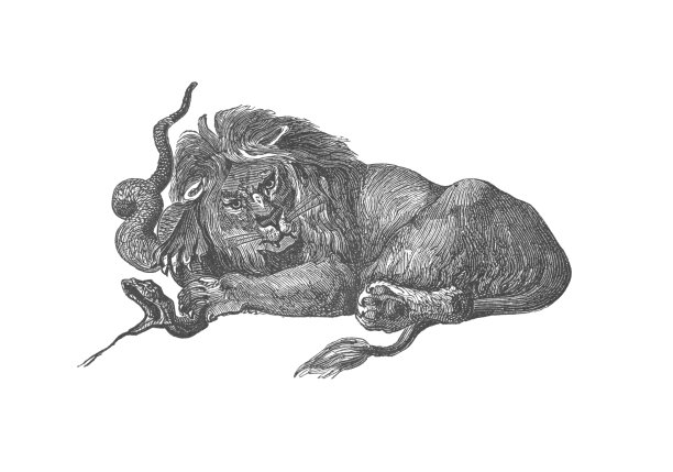 狮子猎蛇，古董版画插图图片下载