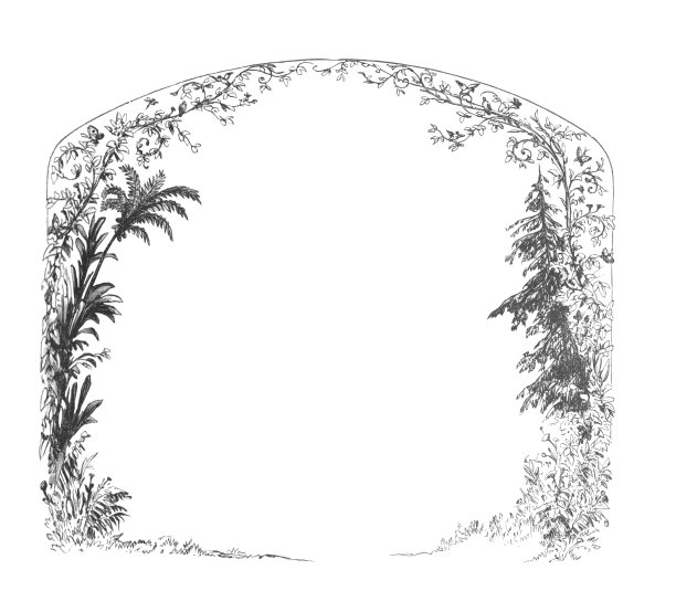 一个花卉设计框架与棕榈树和松树，古董版画插图图片下载