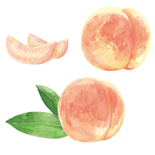桃子。水彩画在白色背景图片下载