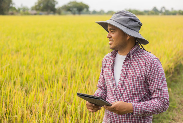 聪明的农民使用一种技术来研究和开发农业稻田。农民检查稻田的生长质量图片下载