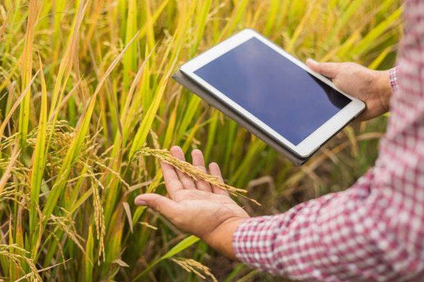 在落日的背景下，一只男性的手温柔地抚摸着稻田里的一颗年轻的水稻。聪明的农民使用技术来发展农业。农民检查稻田的质量图片下载