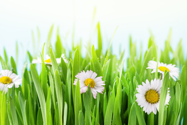 绿色的草与甘菊花和露珠特写。图片下载