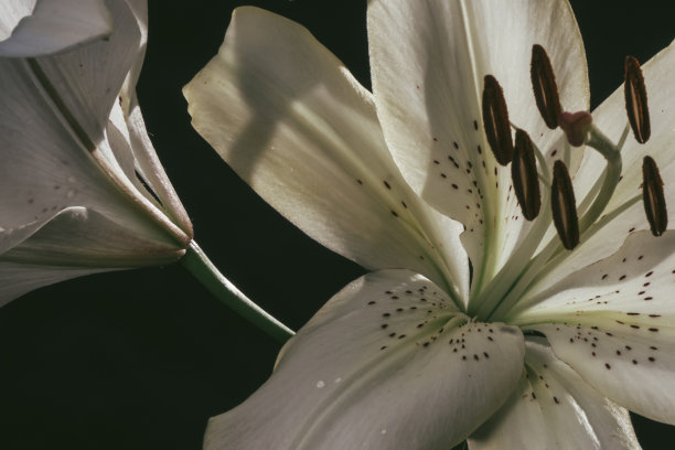 百合花在黑暗的背景特写照片。图片下载