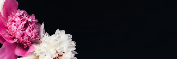 粉红色和白色的牡丹花旗图片下载