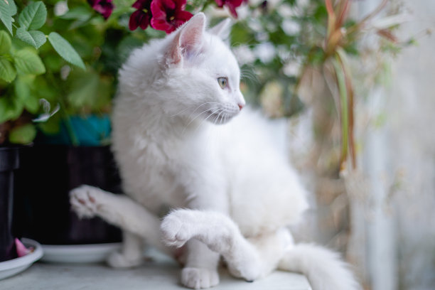 有身体残疾的漂亮白猫在室内的肖像。爪子就处于瘫痪状态。小猫在房间里玩。带尿布的家畜，宠物图片。兽医诊所病人。图片下载