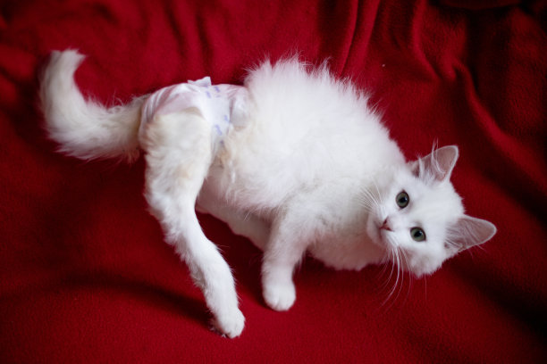 有身体残疾的漂亮白猫在室内的肖像。爪子就处于瘫痪状态。小猫在房间里玩。带尿布的家畜，宠物图片。兽医诊所病人。图片下载