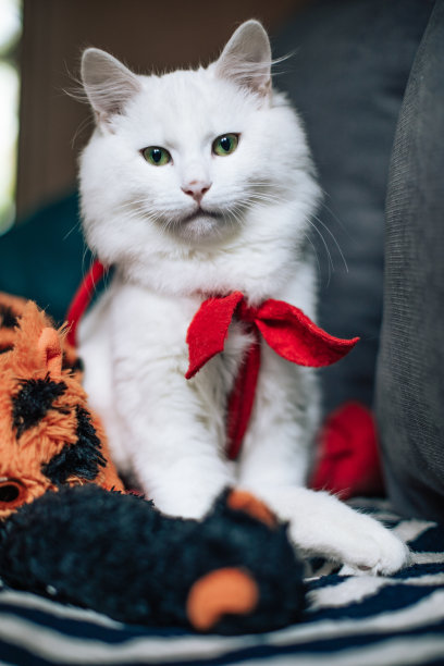 室内漂亮的白猫的肖像。小猫在房间里玩。家畜概念摄影，宠物图片。身体与领带图片下载