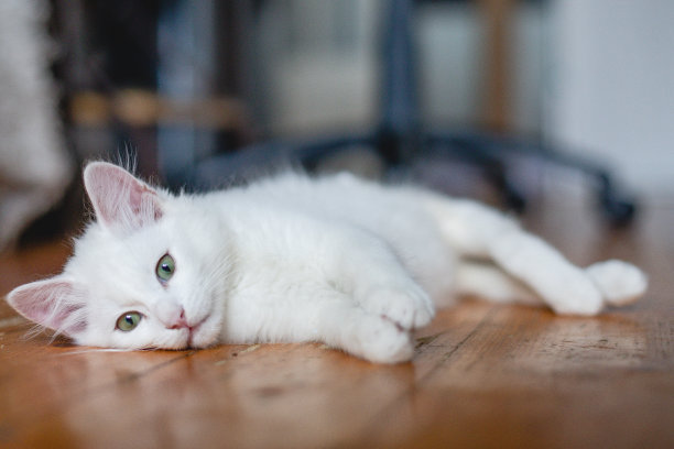 室内漂亮的白猫的肖像。小猫在房间里玩。家畜概念摄影，宠物图片。木制背景图片下载