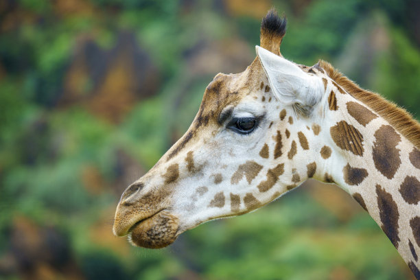 成年长颈鹿在其自然环境与绿色的背景图片下载