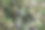树枝上的蓝莓，数码照片图片作为背景图片下载