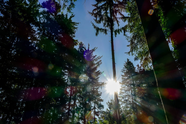 树木在夜晚，数码照片照片作为背景图片下载