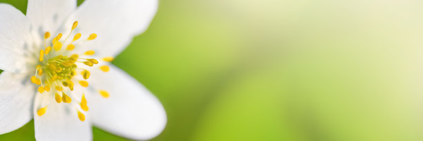美丽和温柔的白色花在模糊的绿色背景。长长的夏季横幅与拷贝空间图片下载
