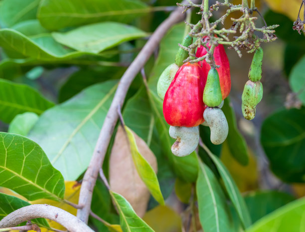 红色的腰果和腰果在树上，绿色的腰果叶子。图片下载