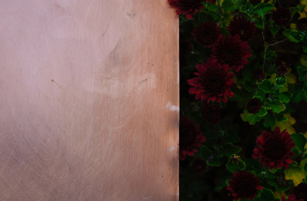 黑色菊花在铜表面。黑暗的照片。副本的空间。图片下载