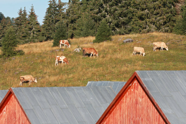 牛在山坡上吃草，旁边是森林和房屋，前景是屋顶。乡村景观；彩色照片。图片下载