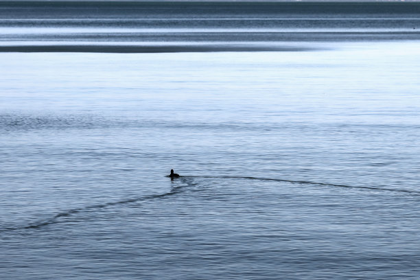 潺潺的流水中有一只鸭子的身影，它引起的波浪;彩色抽象风景照片。图片下载