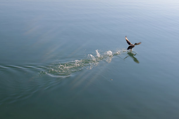 水鸟(绿头鸭)从湖中升起，在水面上留下一串涟漪。颜色的野生动物照片。图片下载