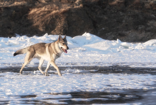日落时，一只杂交狗和一只狼在冰冻的湖面上奔跑。背景是山脉和冰丘。图片下载