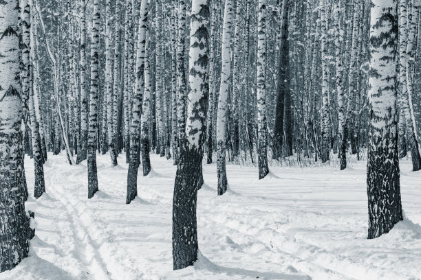 白桦树在冬天的时候。图片下载