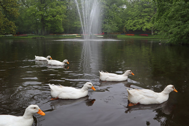 在荷兰的库肯霍夫公园，春天的一个雨天，白色的鸭子在一个美丽的公园的湖面上游泳图片下载
