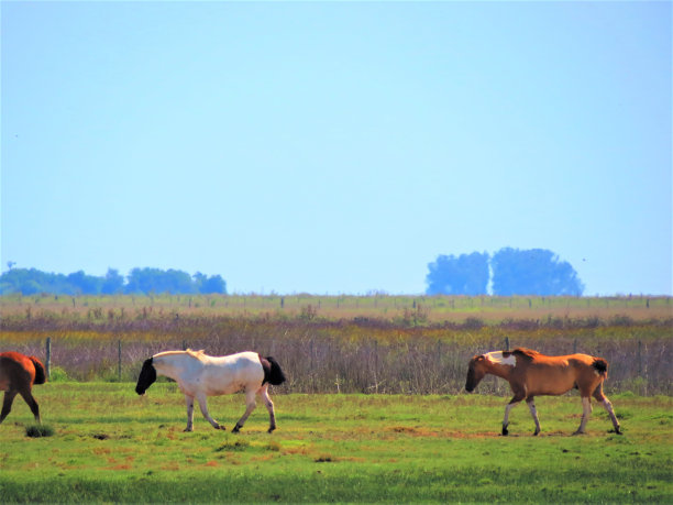 马在草地上，风景优美。图片下载