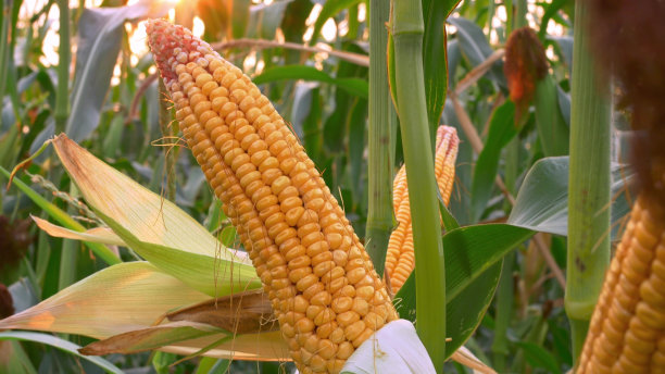 一张玉米丰收的特写。一根金色的玉米穗长在阳光下的树枝上。田里漂亮的玉米正等着收割图片下载