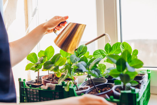 用喷壶浇灌绣球花。在窗台上种绣球花。家庭园艺图片下载