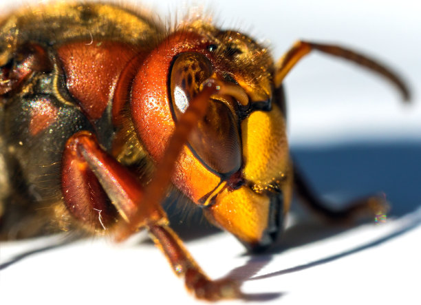 欧洲大黄蜂在拉丁黄蜂上孤立于白色图片下载