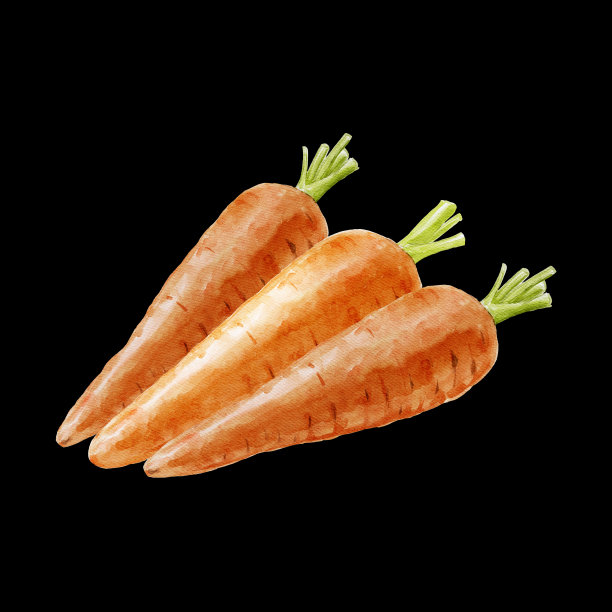 胡萝卜孤立水彩插图图片下载