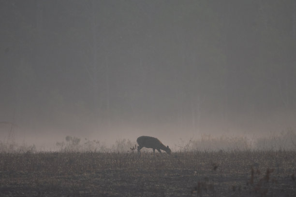 草地上的野猪鹿图片下载