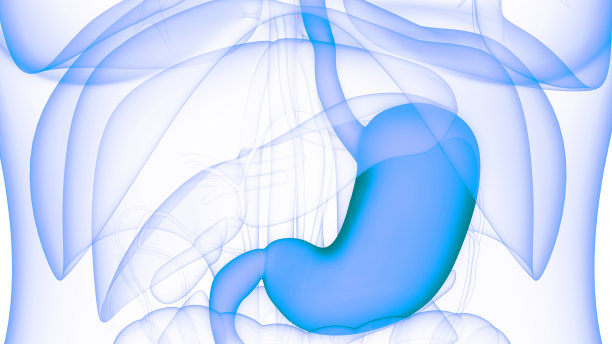 人体消化系统胃解剖图片下载