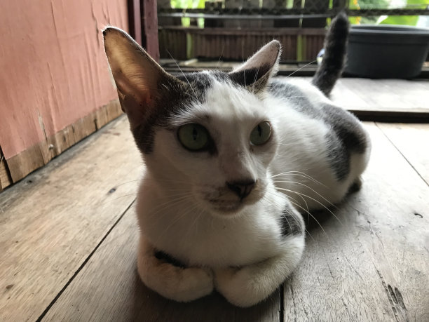 美丽的白色可爱的猫为传单，海报，广告等图片下载