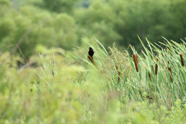 猫中的乌鸦图片下载
