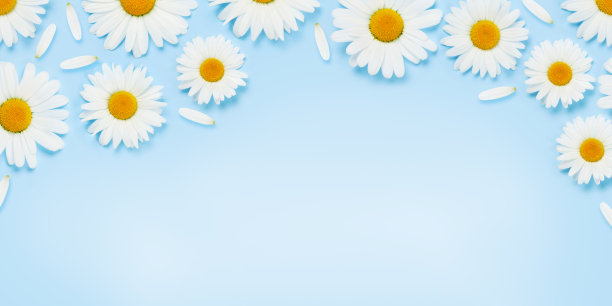 甘菊花纹理图片下载