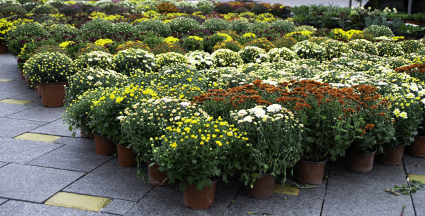 秋季花盆花卉销售。花盆里的菊花丛。图片下载