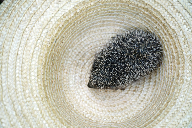 戴草帽的小刺猬图片下载