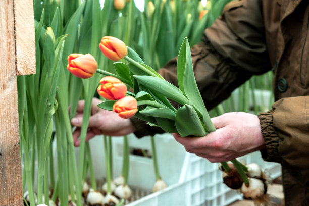 一名温室工人在温室里剪珊瑚郁金香出售。小生意。春天的概念,园艺。妇女节和母亲节。手关闭。图片下载