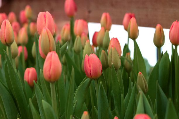 温室里盛开的粉红色郁金香。自然背景。小生意。春天的概念,园艺。妇女节和母亲节。图片下载