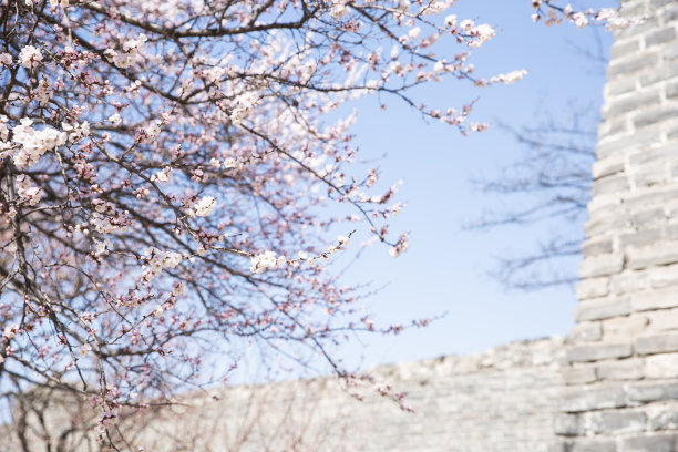 桃花盛开在古老的墙库照片旁边图片下载