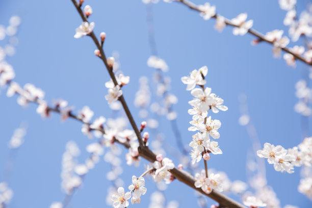 桃花盛开在温暖的春风中-股票照片图片下载