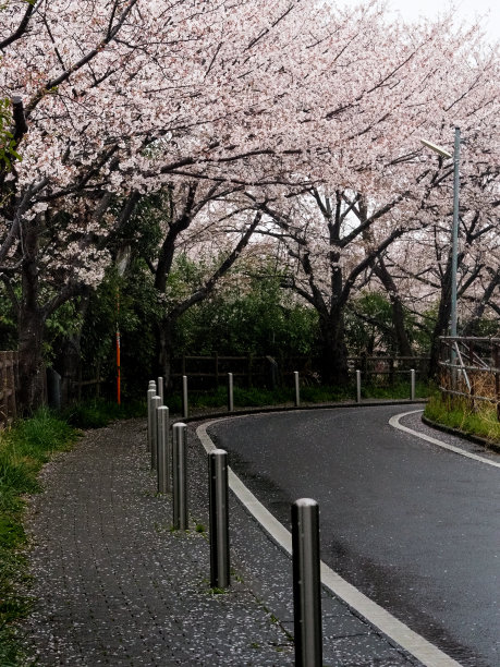 雨中一排排的樱桃树图片下载