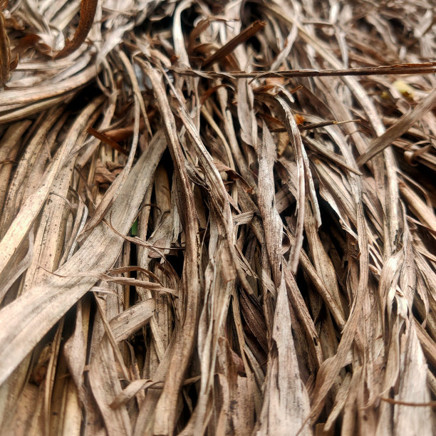用来盖屋顶的干叶子图片下载
