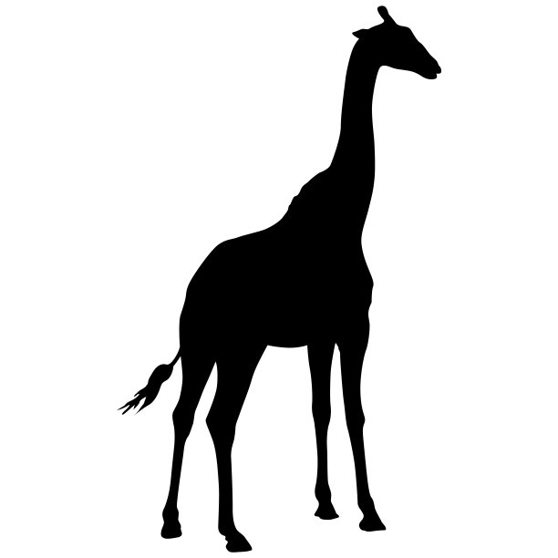 在白色背景上的高非洲长颈鹿的剪影图片下载
