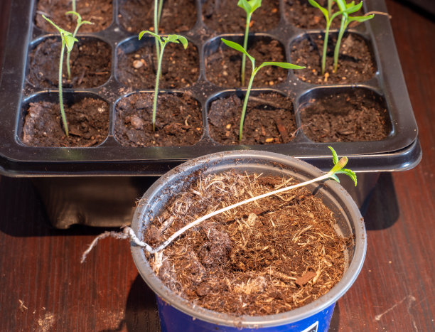 为温室移栽幼苗图片下载