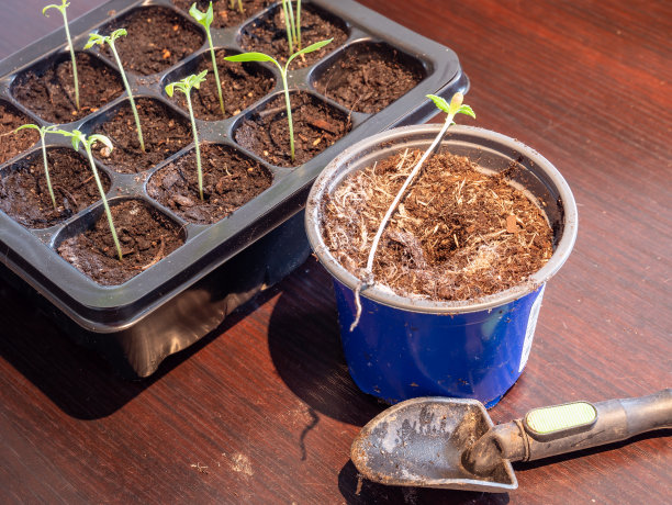 植物在春天被拔除图片下载