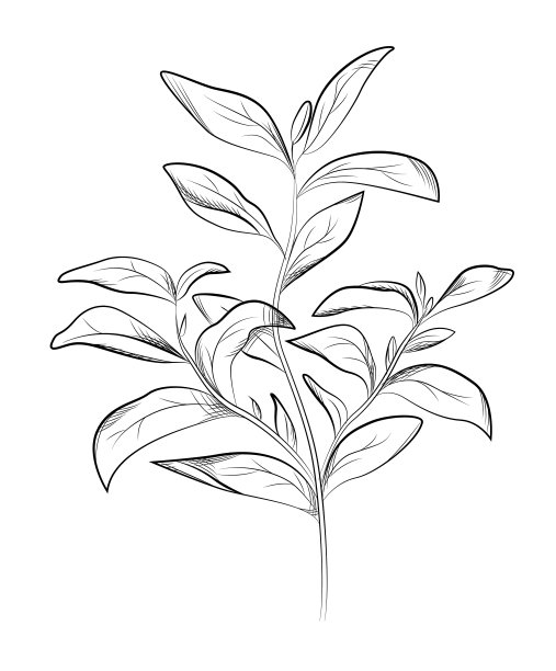 茶叶。手绘矢量插图图片下载