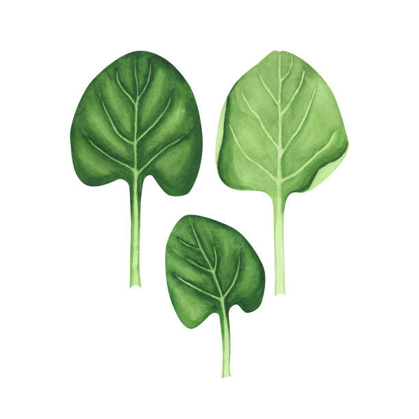 置菠菜鲜叶。水彩插图烹饪沙拉孤立在白色背景的设计，纺织品图片下载
