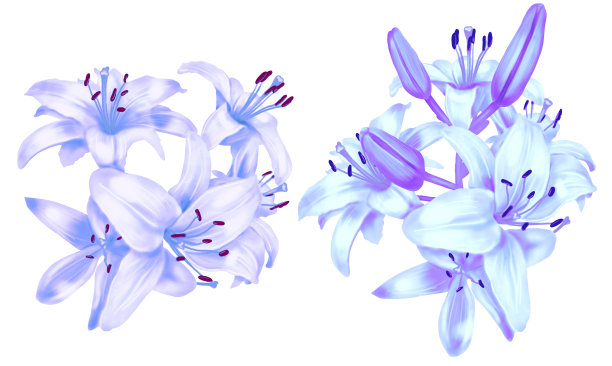 水彩蓝百合。蓝色百合的插图。诗句图片下载